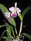 Cattleya jenmanii 